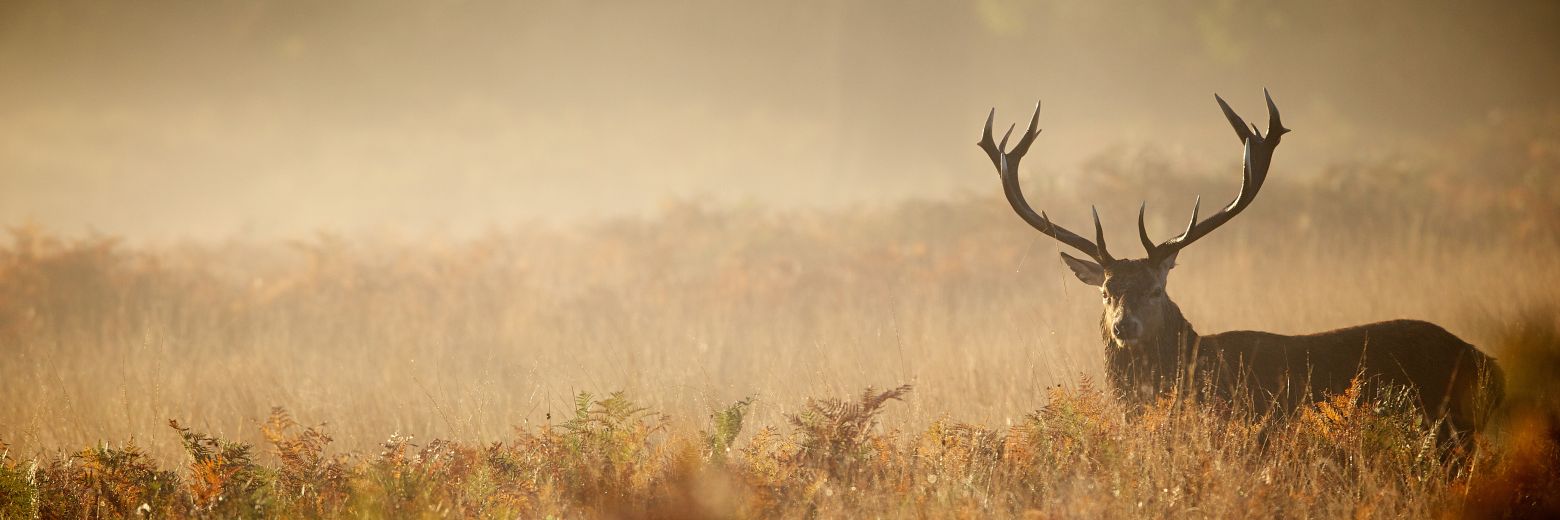 Ein Hirsch steht in einem Getreidefeld umgeben von Nebel